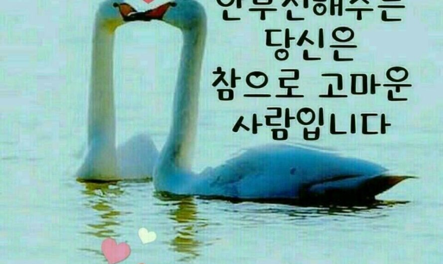 늘 변함없이 안부 전해주는 당신