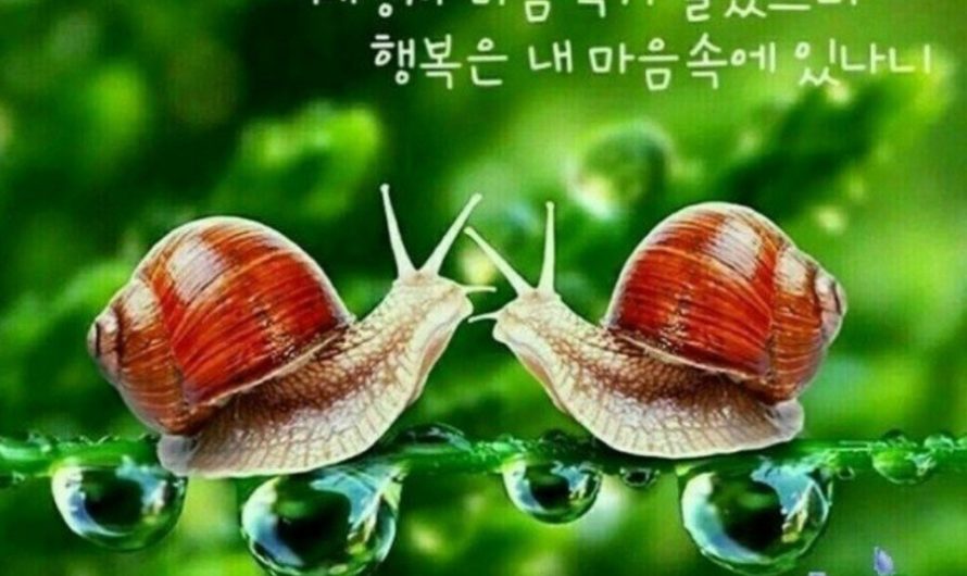 행복은 내 마음속에