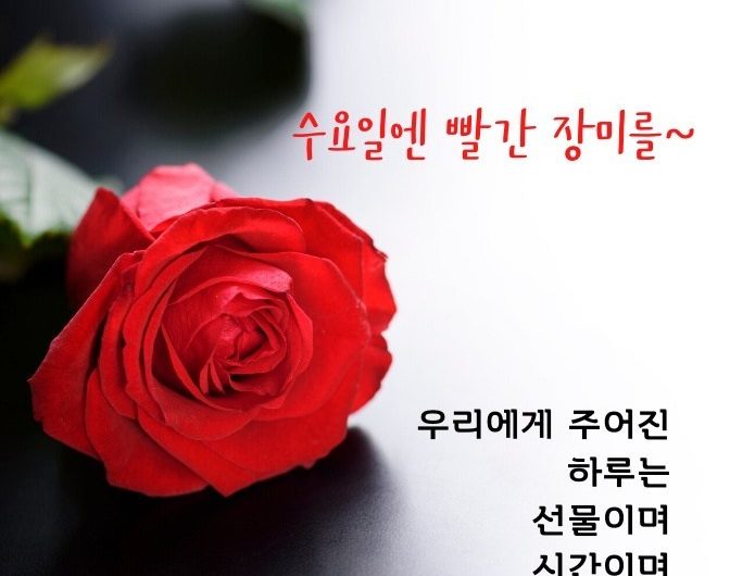 수요일은 빨간 장미를