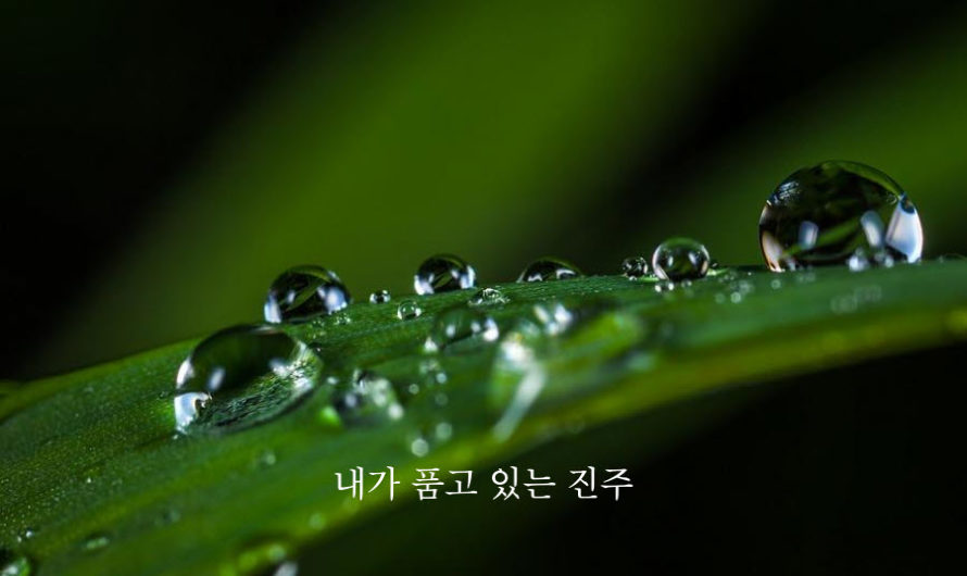 내가 품고 있는 진주