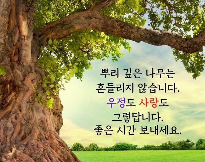 뿌리 깊은 나무