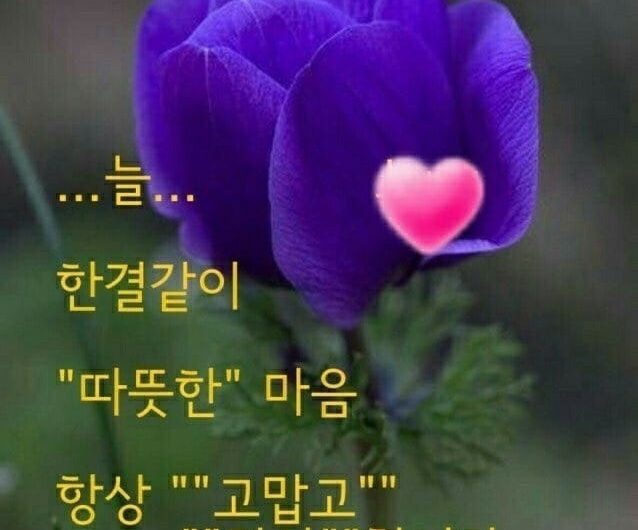 늘 한결같은 마음